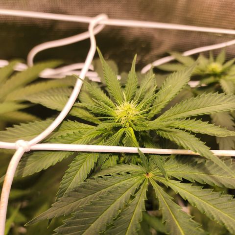 Runtz growlog timeline photo
