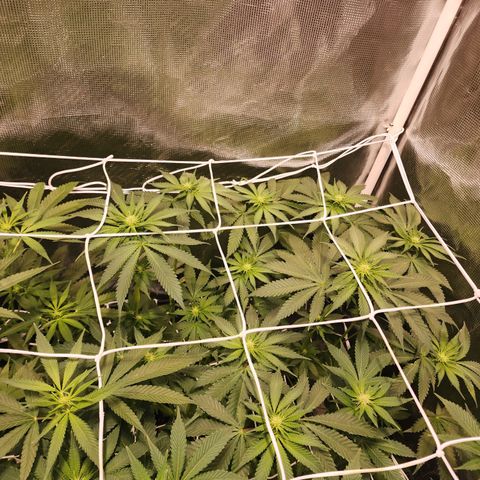 Runtz growlog timeline photo