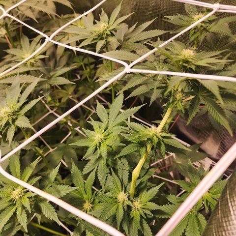 Wedding Cake growlog timeline photo