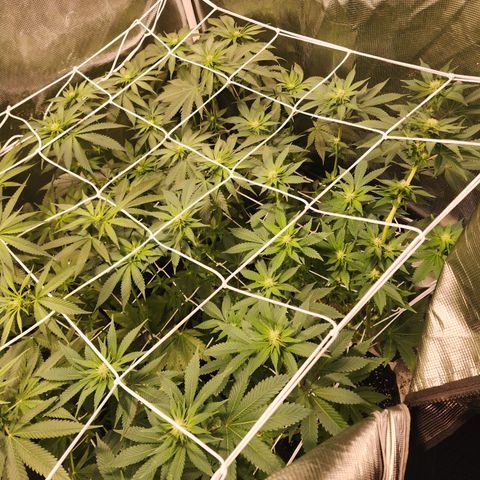 Wedding Cake growlog timeline photo