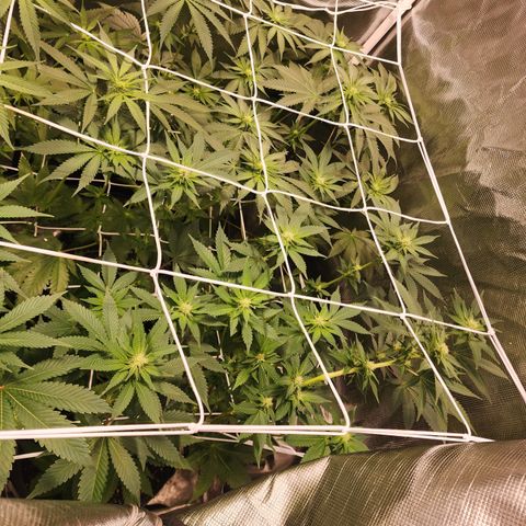 Wedding Cake growlog timeline photo