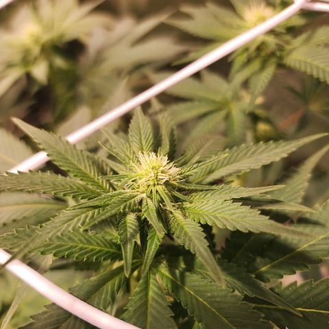 Wedding Cake growlog timeline photo