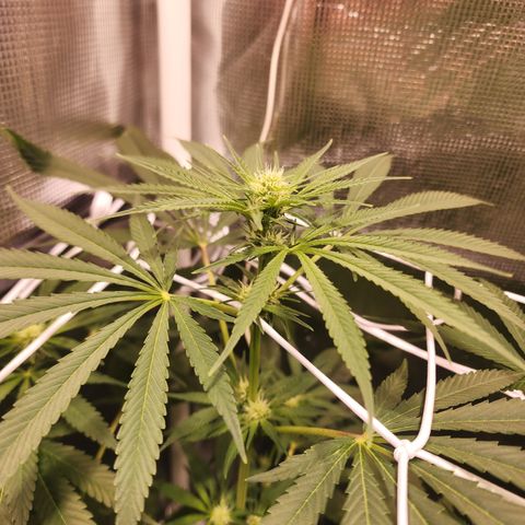 Watermelon Zkittlez growlog timeline photo