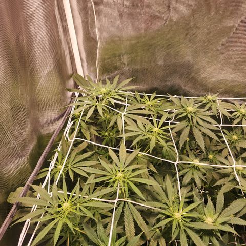 Watermelon Zkittlez growlog timeline photo