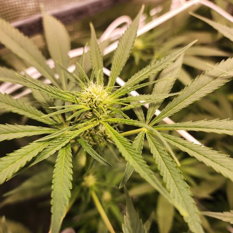 Watermelon Zkittlez growlog timeline photo