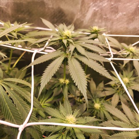 Runtz growlog timeline photo