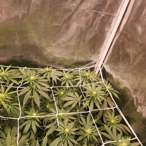 Runtz growlog timeline photo