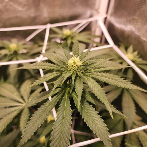 Runtz growlog timeline photo