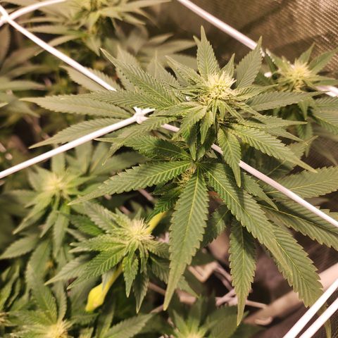 Wedding Cake growlog timeline photo