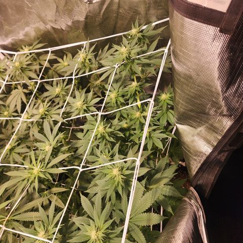 Wedding Cake growlog timeline photo
