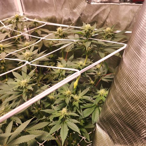Wedding Cake growlog timeline photo