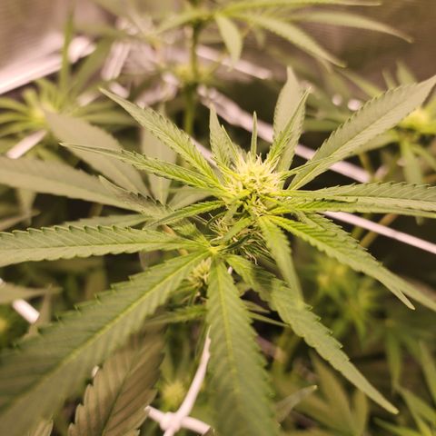 Watermelon Zkittlez growlog timeline photo