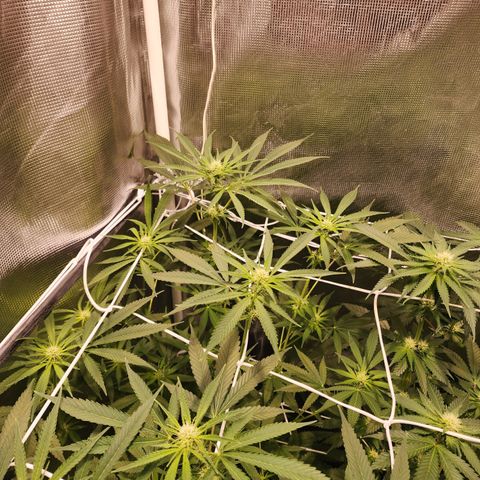 Watermelon Zkittlez growlog timeline photo