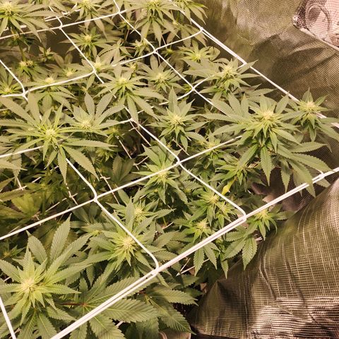 Wedding Cake growlog timeline photo