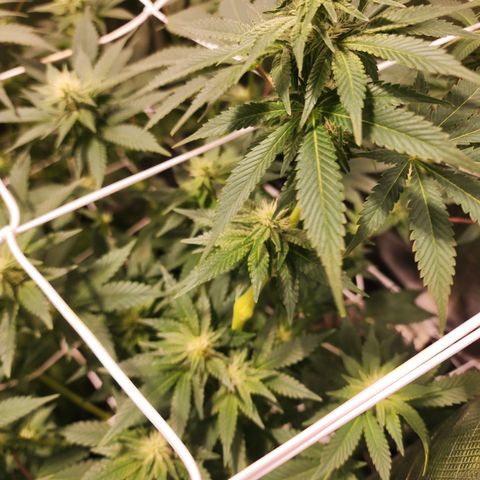 Wedding Cake growlog timeline photo