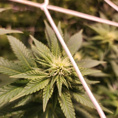 Wedding Cake growlog timeline photo