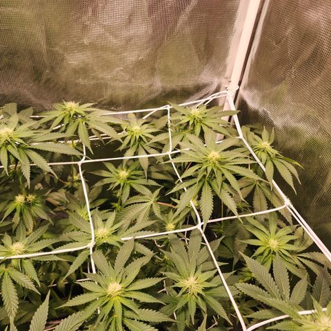 Runtz growlog timeline photo