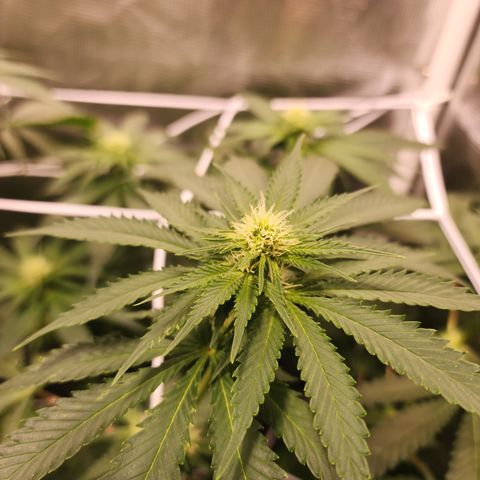 Runtz growlog timeline photo
