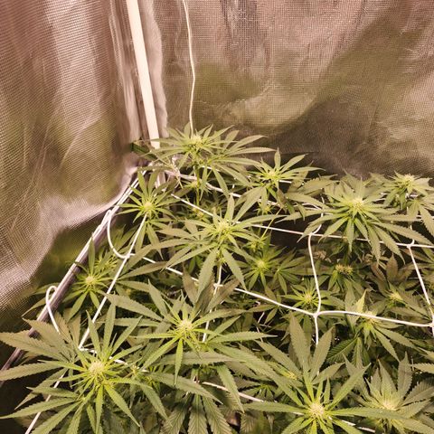 Watermelon Zkittlez growlog timeline photo