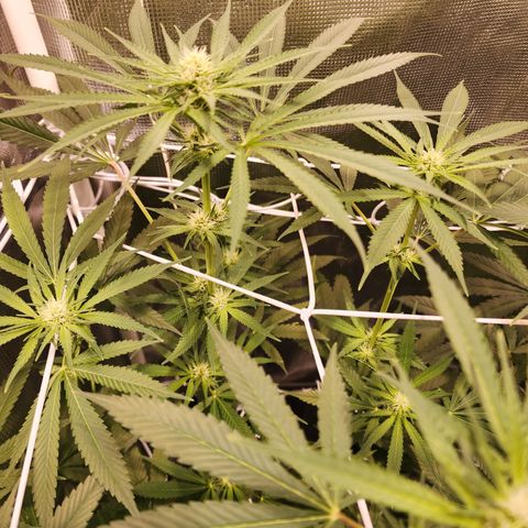 Watermelon Zkittlez growlog timeline photo