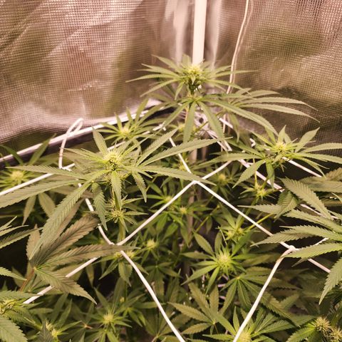 Watermelon Zkittlez growlog timeline photo