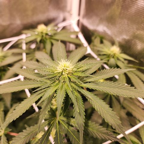 Runtz growlog timeline photo