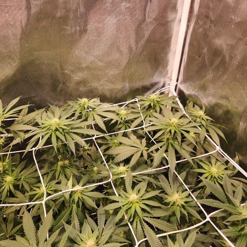 Runtz growlog timeline photo