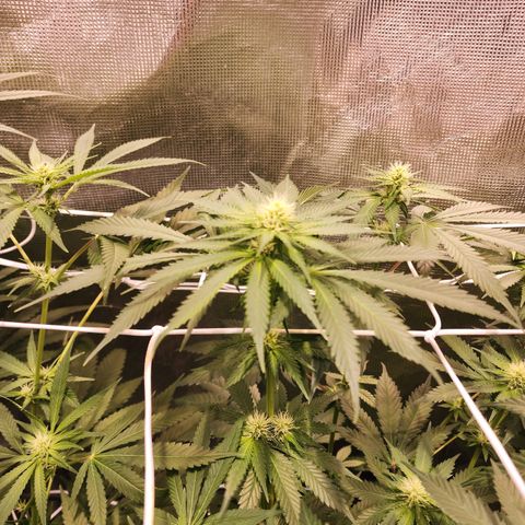 Runtz growlog timeline photo