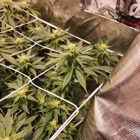 Wedding Cake growlog timeline photo