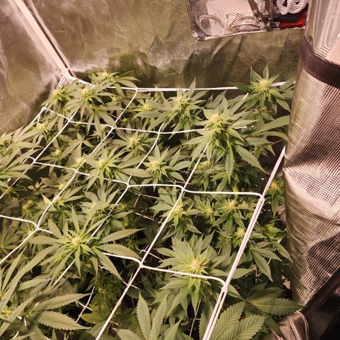 Wedding Cake growlog timeline photo