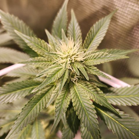 Wedding Cake growlog timeline photo