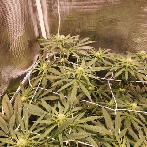 Watermelon Zkittlez growlog timeline photo