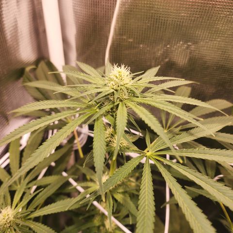 Watermelon Zkittlez growlog timeline photo