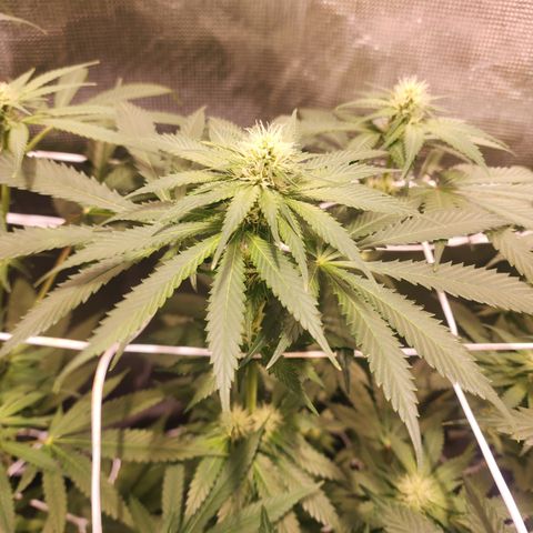 Runtz growlog timeline photo