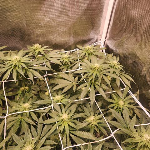 Runtz growlog timeline photo