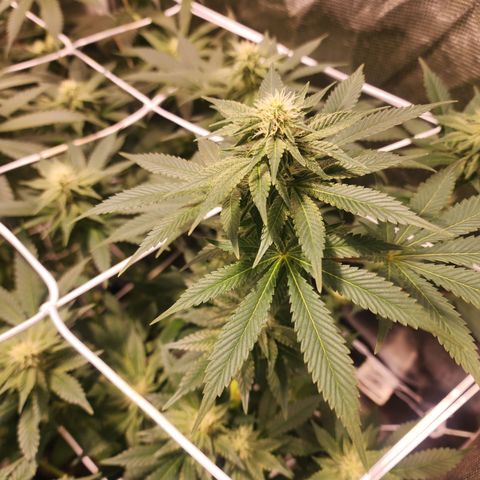 Wedding Cake growlog timeline photo