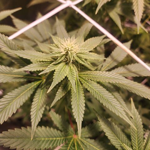 Wedding Cake growlog timeline photo