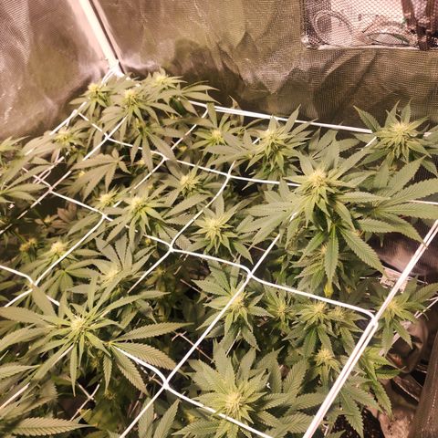 Wedding Cake growlog timeline photo