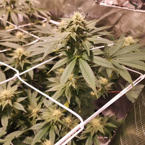 Wedding Cake growlog timeline photo
