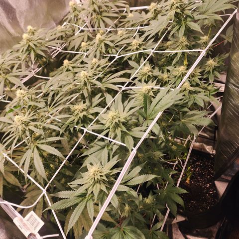 Wedding Cake growlog timeline photo