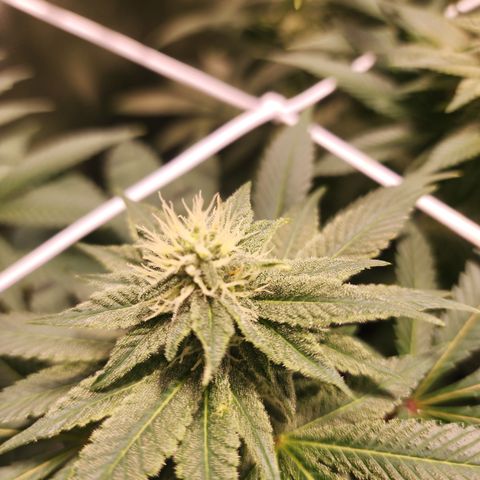 Wedding Cake growlog timeline photo