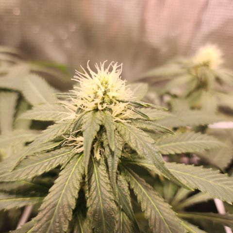 Runtz growlog timeline photo