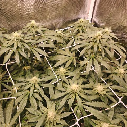 Runtz growlog timeline photo