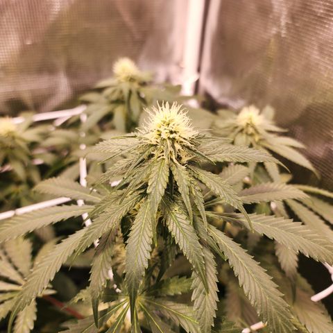 Runtz growlog timeline photo
