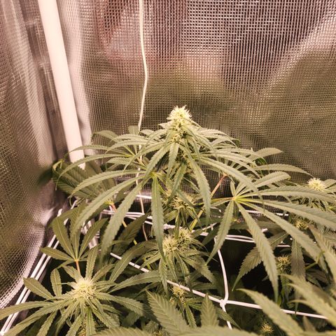 Watermelon Zkittlez growlog timeline photo