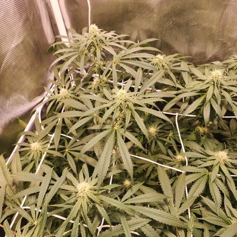 Watermelon Zkittlez growlog timeline photo