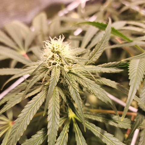 Watermelon Zkittlez growlog timeline photo