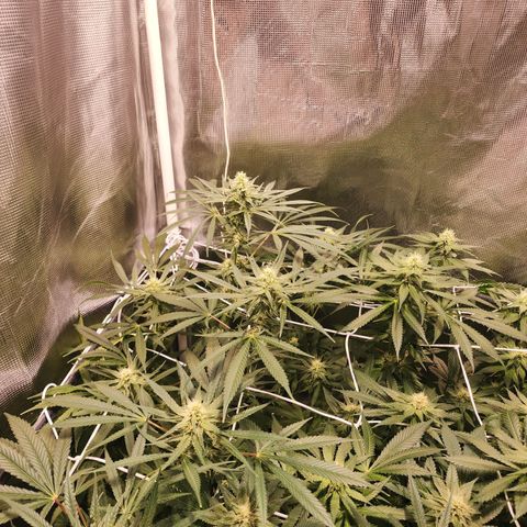 Watermelon Zkittlez growlog timeline photo