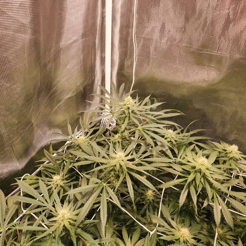 Watermelon Zkittlez growlog timeline photo
