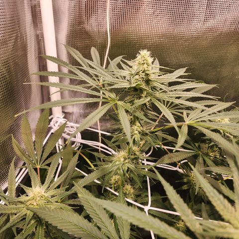 Watermelon Zkittlez growlog timeline photo